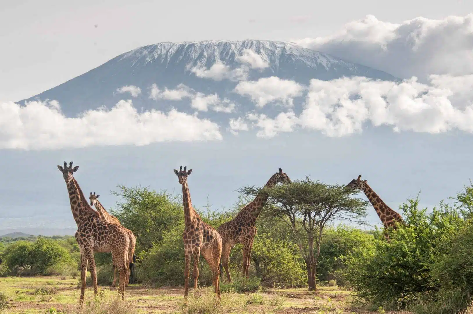 Tsavo Amboseli