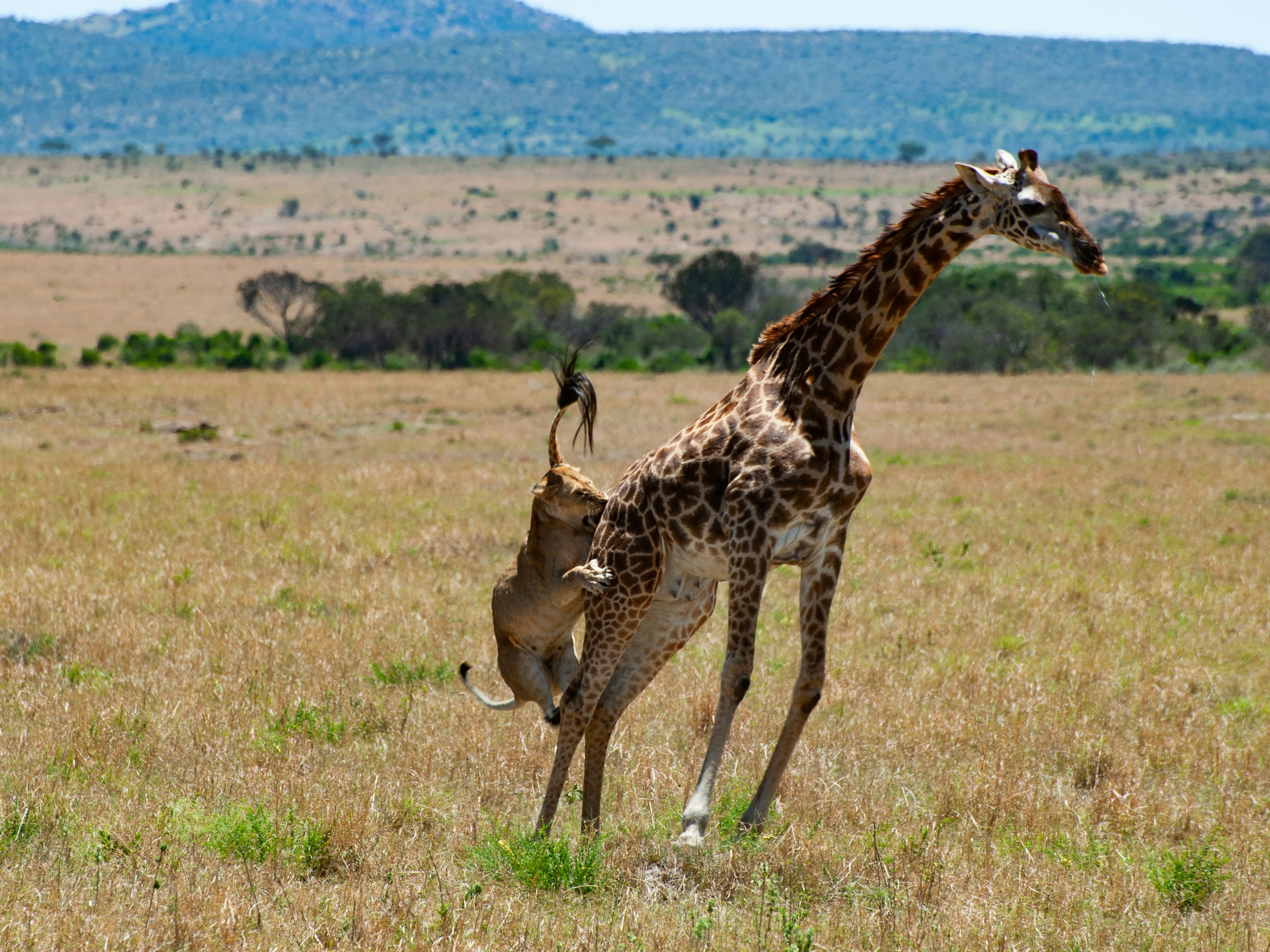 Amboseli Wildlife
